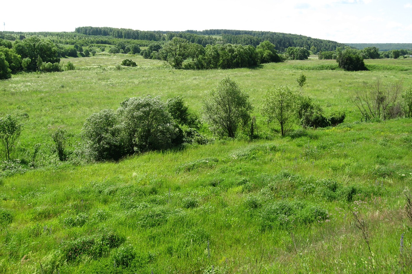 Долина р. Скнига у д. Волково, image of landscape/habitat.