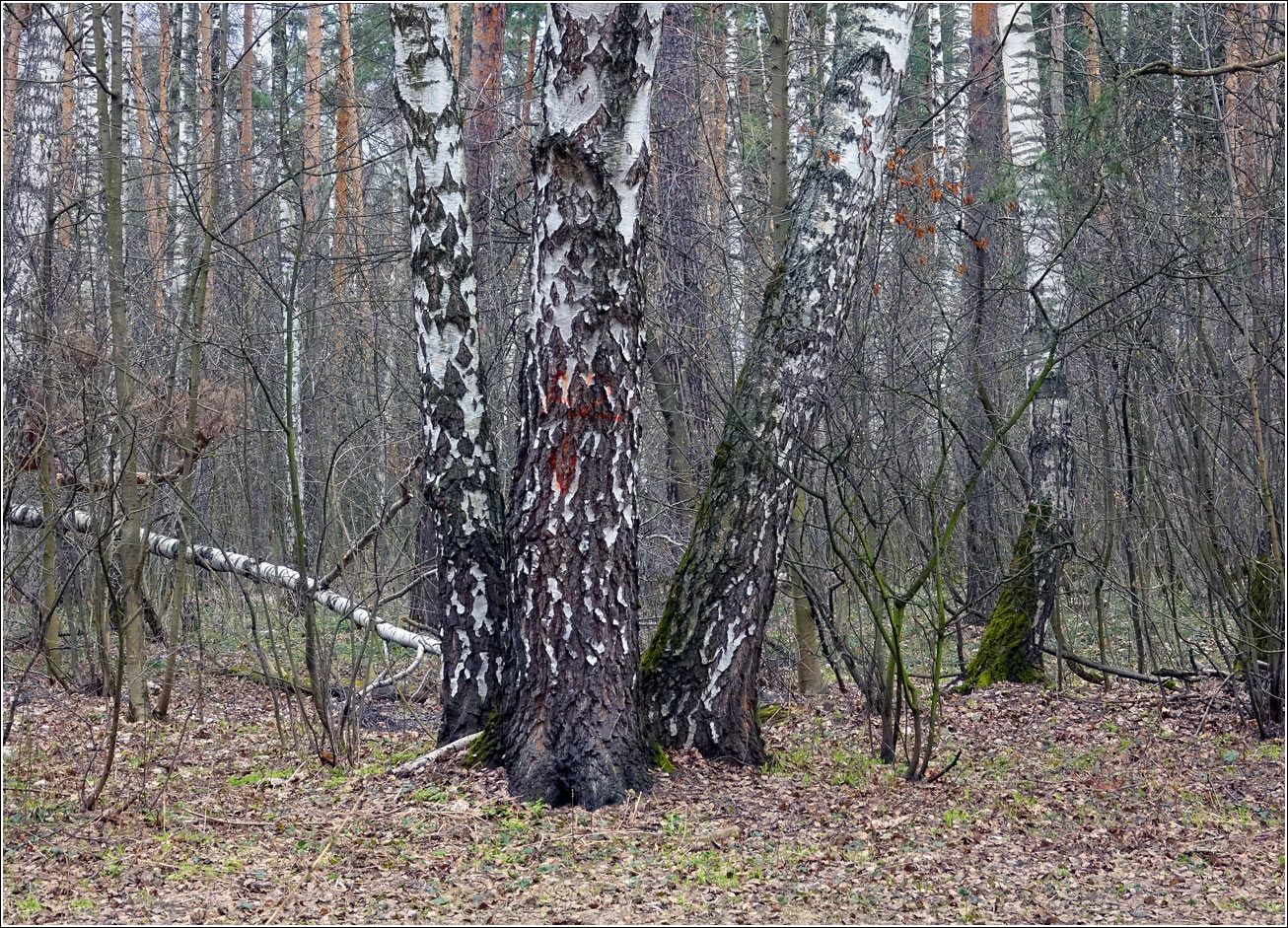 Кузьминский лесопарк, изображение ландшафта.