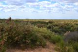 Бархан Большой Брат, image of landscape/habitat.