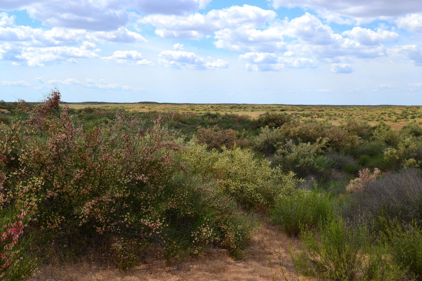 Бархан Большой Брат, image of landscape/habitat.