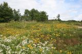 Южно-Сахалинск, image of landscape/habitat.