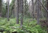 Двино-Пинежский лес, image of landscape/habitat.