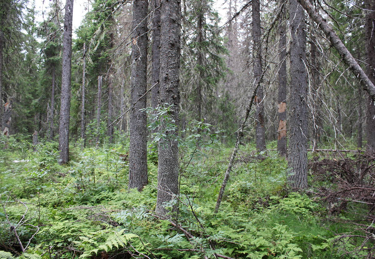 Двино-Пинежский лес, image of landscape/habitat.