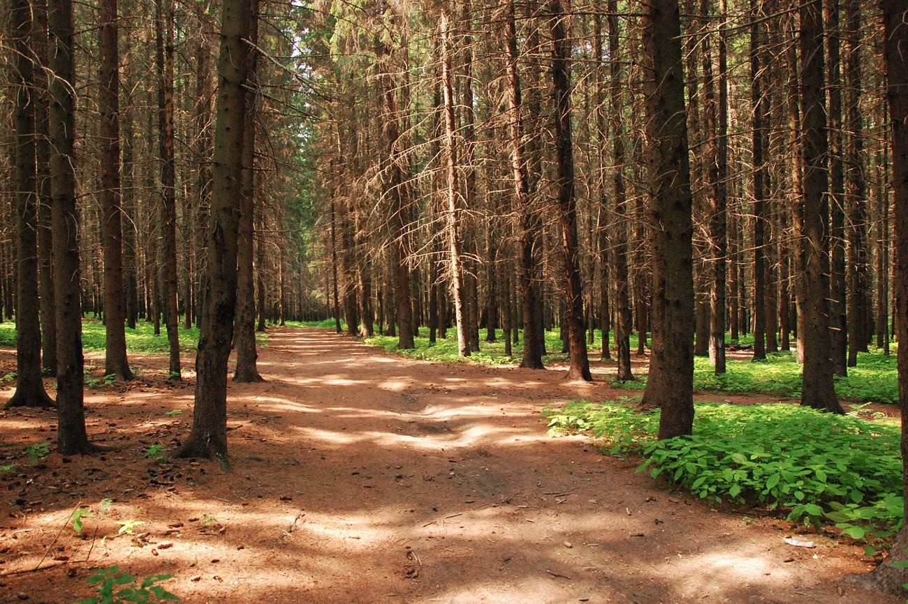 Окрестности г. Таруса., image of landscape/habitat.