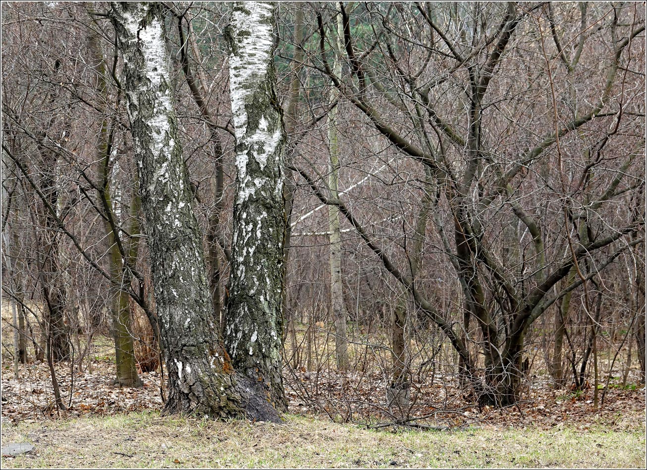 Жулебинский лес, изображение ландшафта.