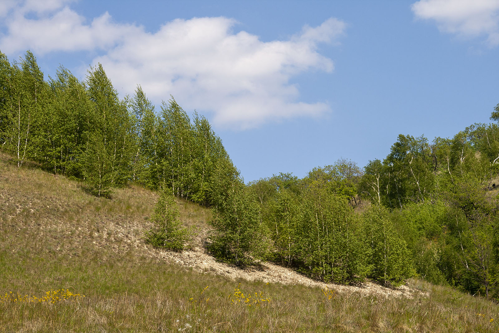Балка Щербаковская, изображение ландшафта.