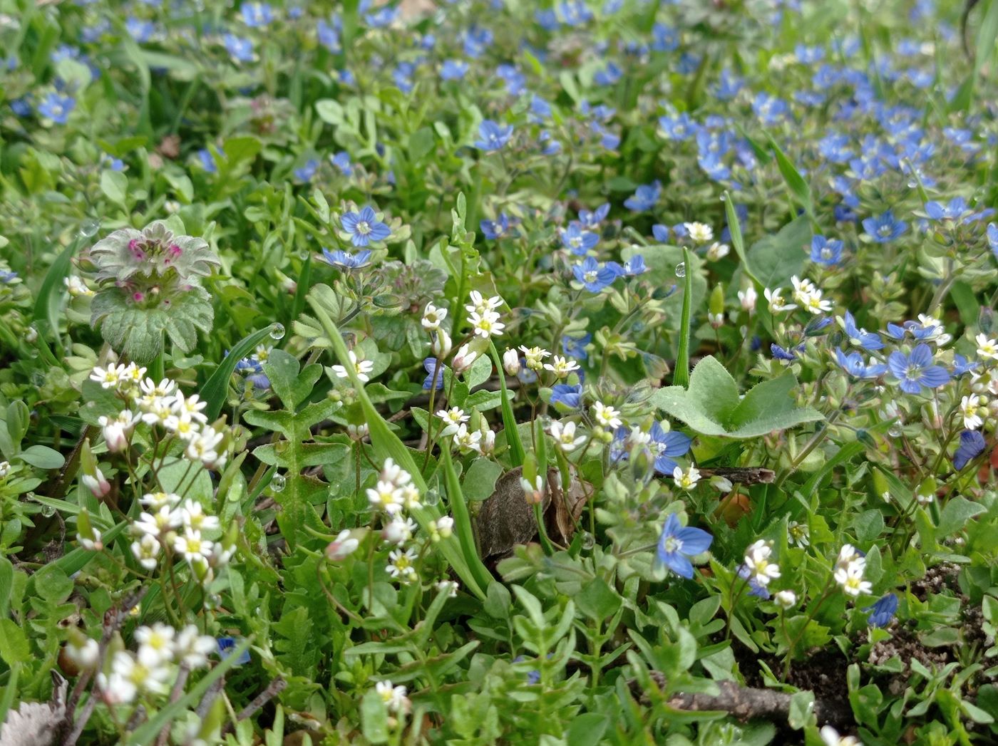 Северодонецк, image of landscape/habitat.
