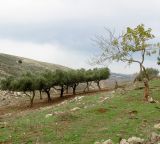 Верхняя Галилея, image of landscape/habitat.