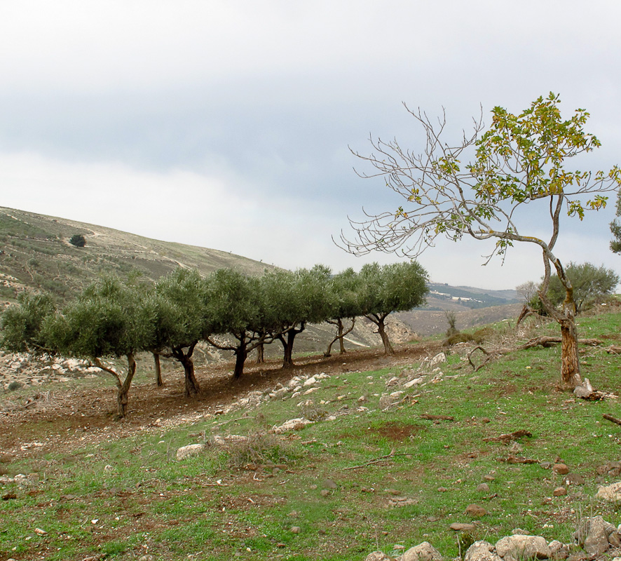 Верхняя Галилея, изображение ландшафта.