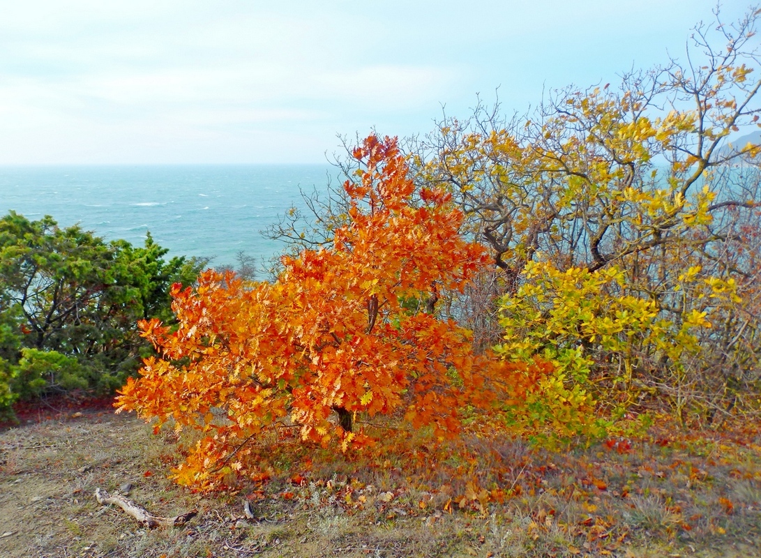 Широкая Балка, image of landscape/habitat.