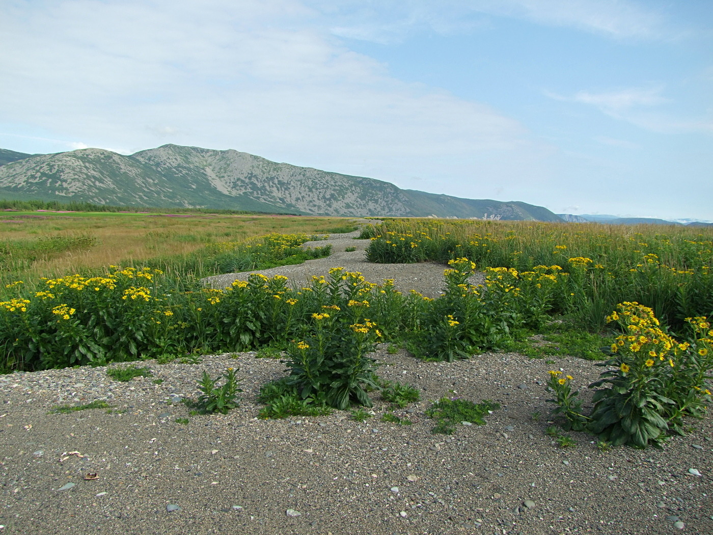 Арманское побережье, image of landscape/habitat.