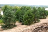 Берег р. Ока у д. Прилуки, image of landscape/habitat.