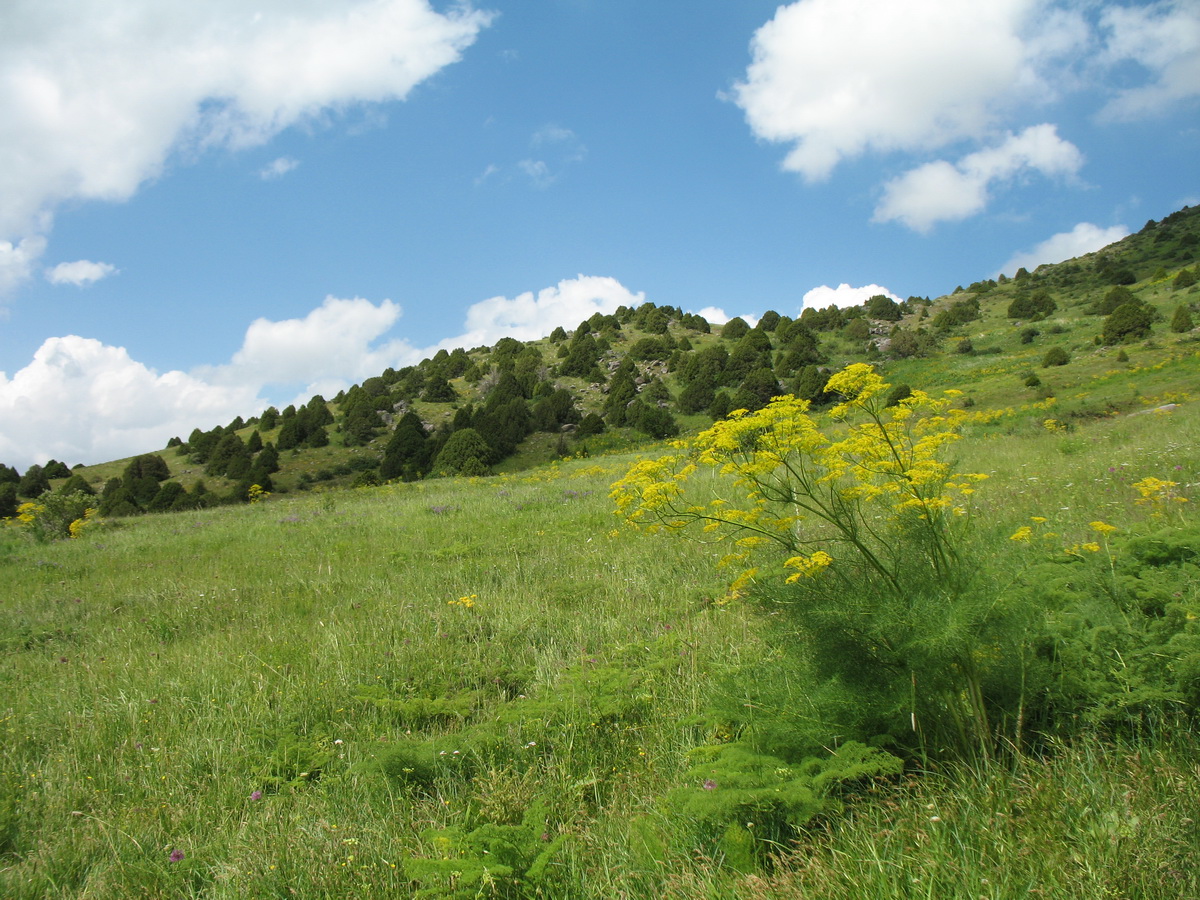 Таяк-Салды, image of landscape/habitat.