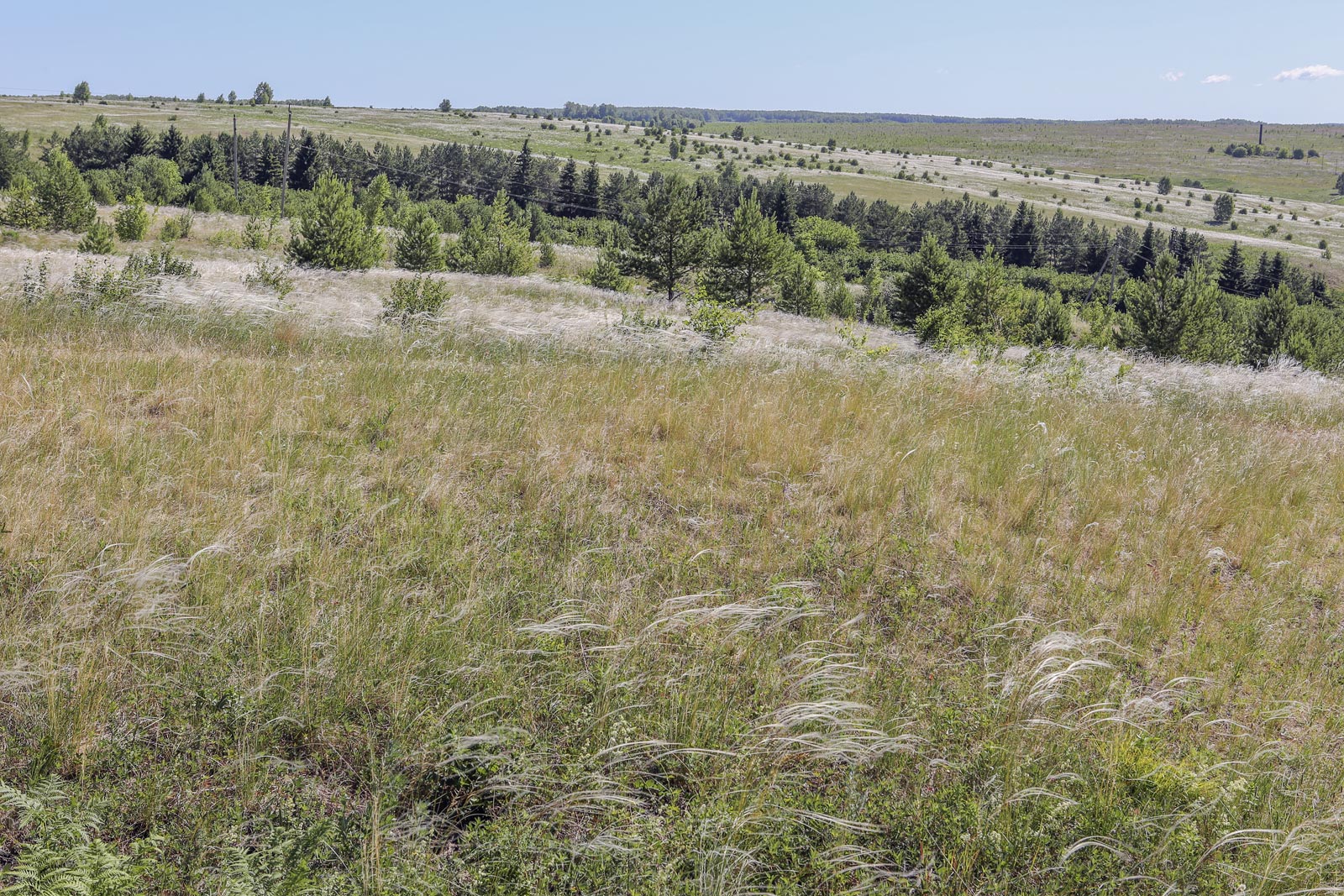 Гора Ледяная, image of landscape/habitat.