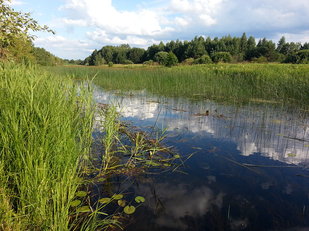 Сыркино, image of landscape/habitat.