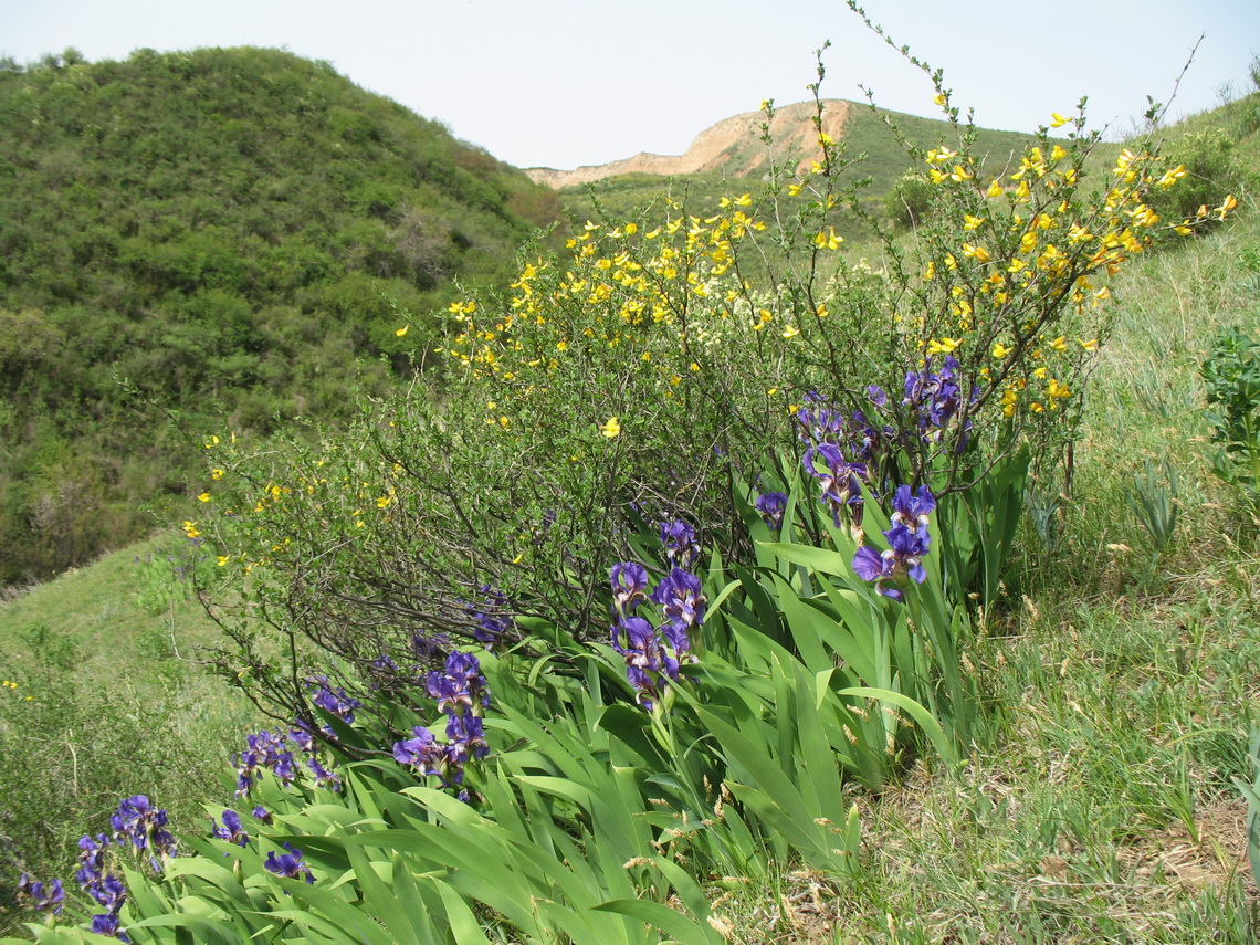 Каскелен, image of landscape/habitat.