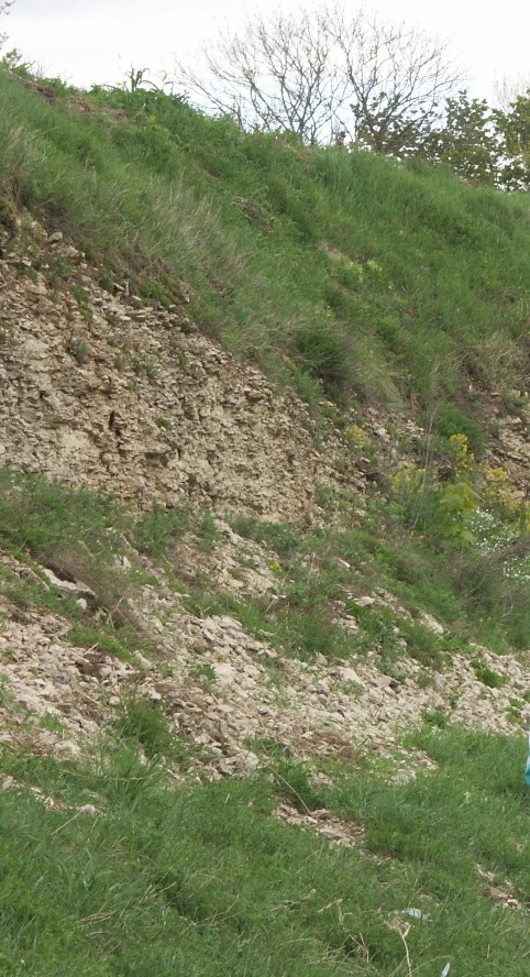 Выбуты, image of landscape/habitat.