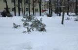 Лосино-Петровский и окрестности, image of landscape/habitat.