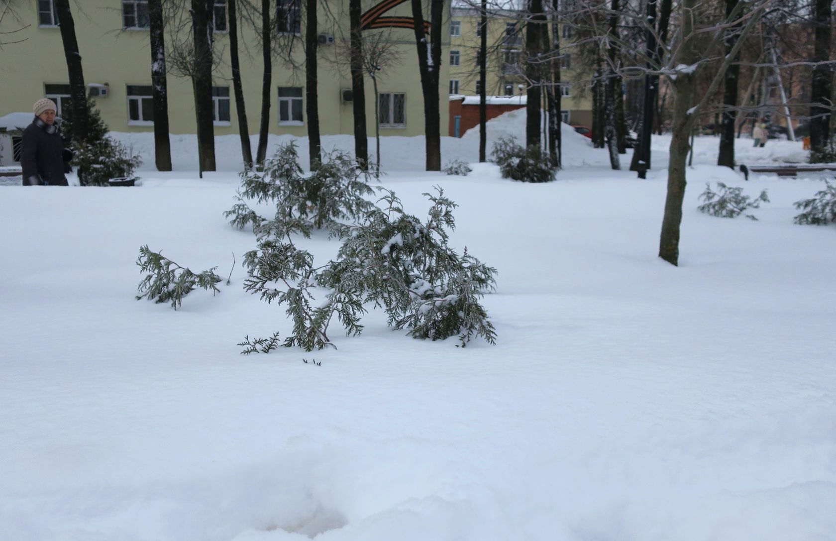 Лосино-Петровский и окрестности, image of landscape/habitat.