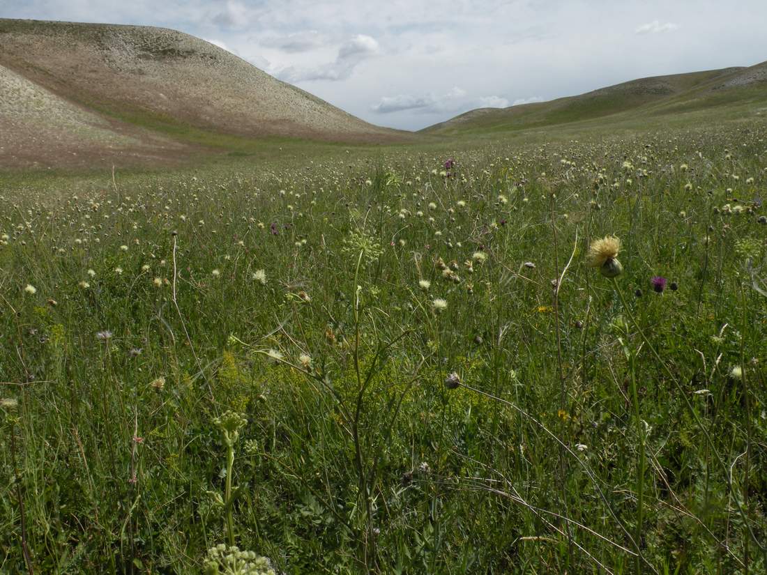 Ишкаргантау, image of landscape/habitat.