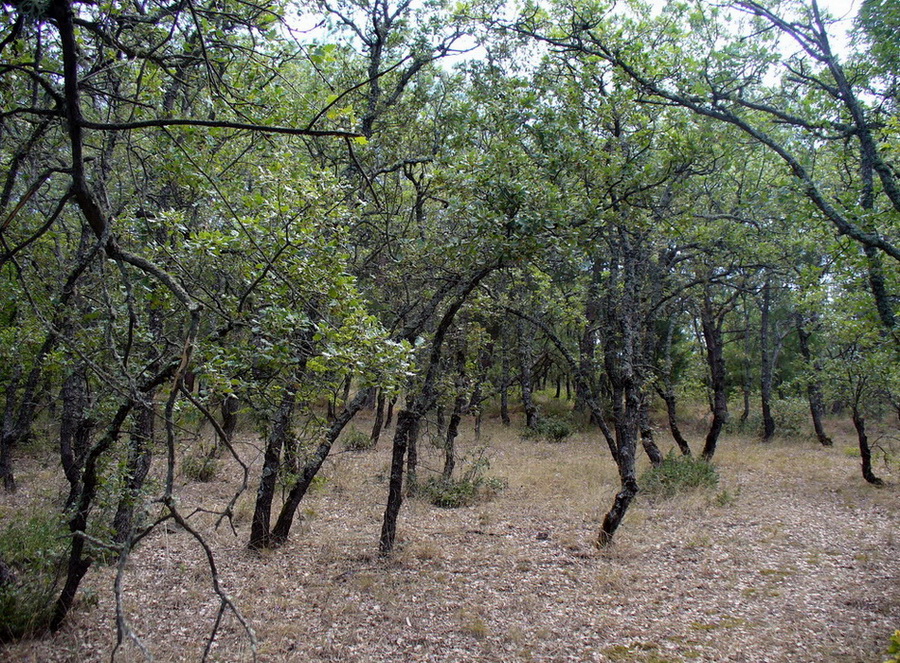 Алушта и окрестности, image of landscape/habitat.