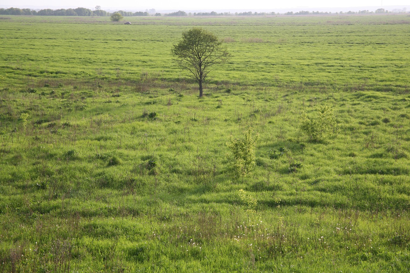 Пойма р. Ока у г. Серпухов, image of landscape/habitat.