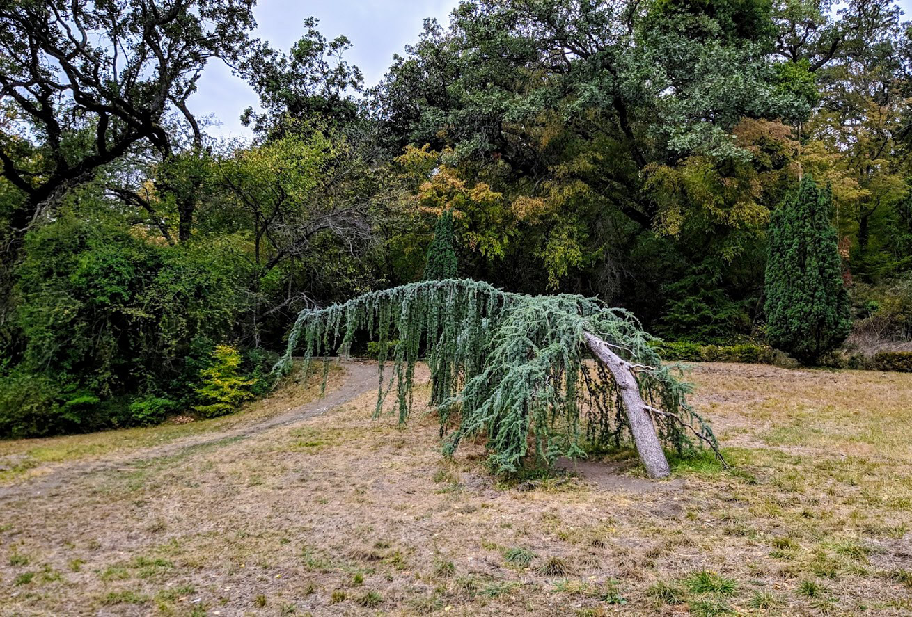 Массандра, image of landscape/habitat.