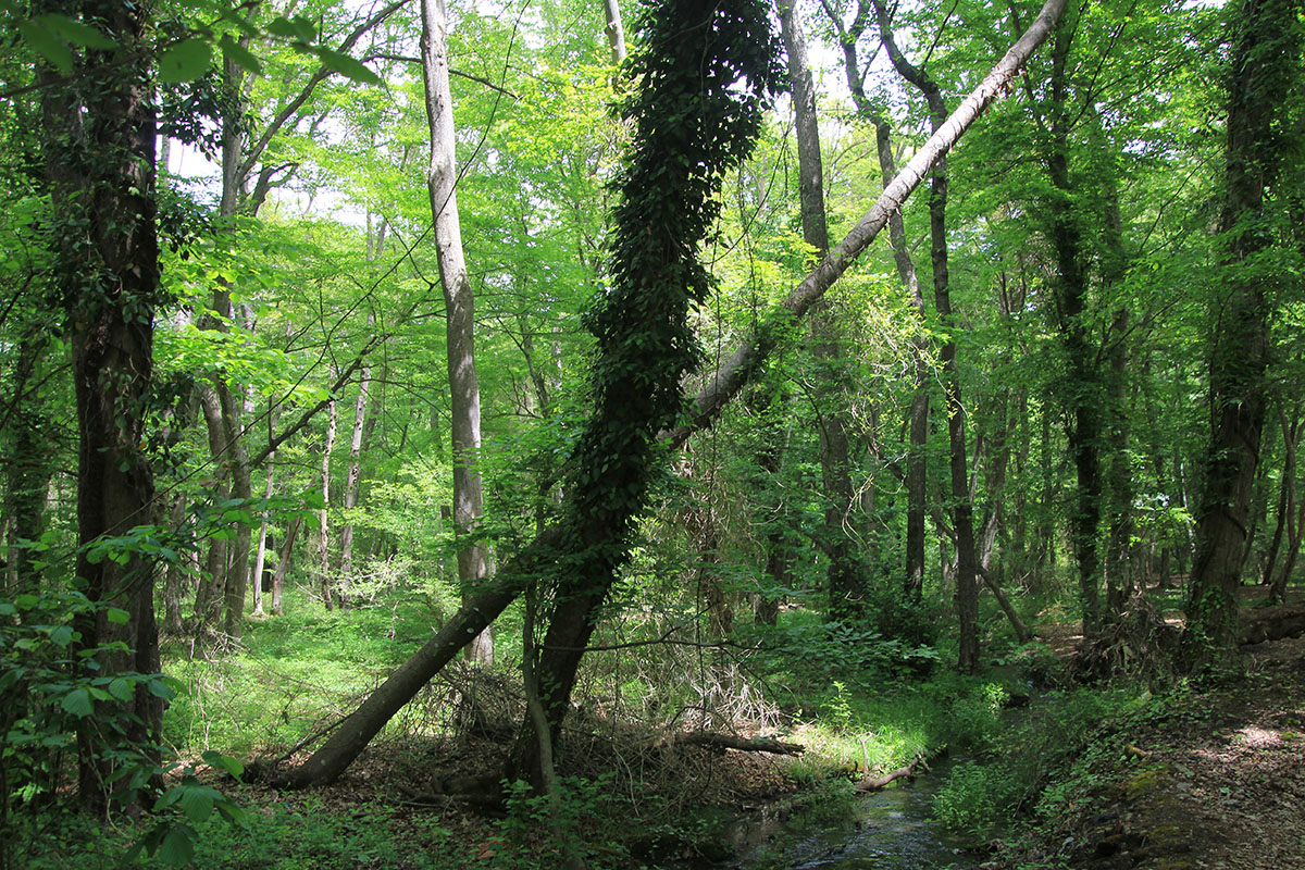 Самурский лес, image of landscape/habitat.