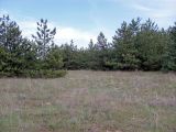 Заказник "Нижне-Кундрюченский", image of landscape/habitat.