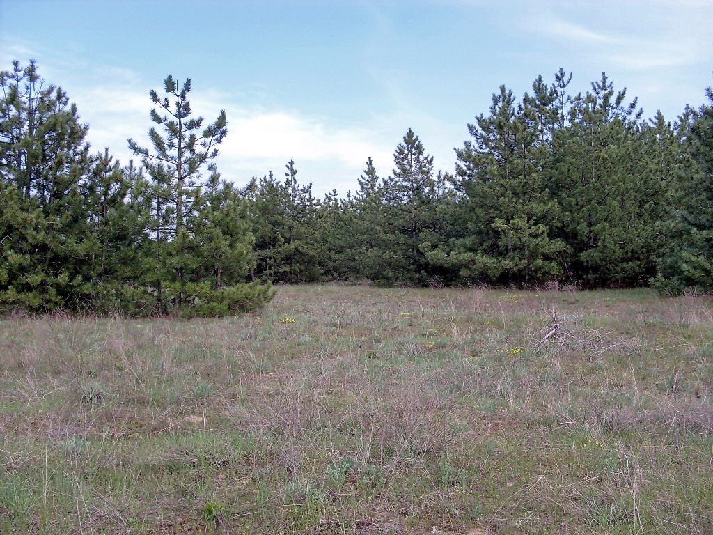 Заказник "Нижне-Кундрюченский", image of landscape/habitat.
