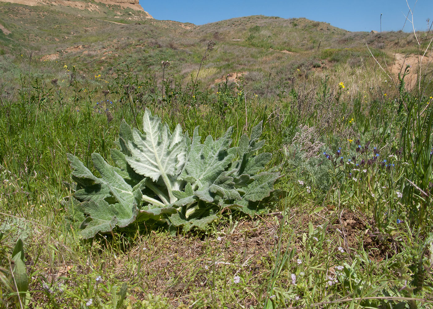 Железный Рог, image of landscape/habitat.
