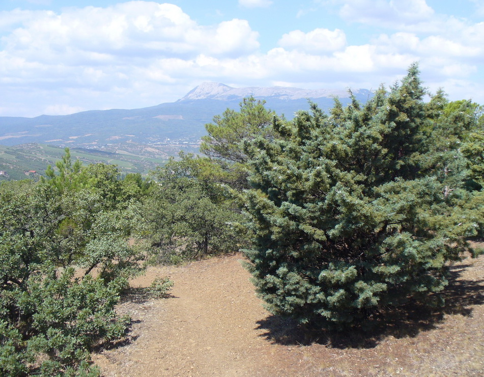 Алушта и окрестности, image of landscape/habitat.