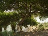 Image of landscape