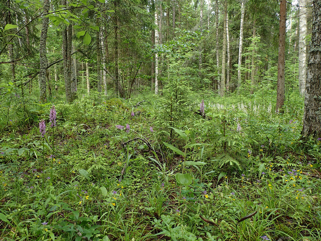 Шлюз №2 канала им. Москвы, image of landscape/habitat.