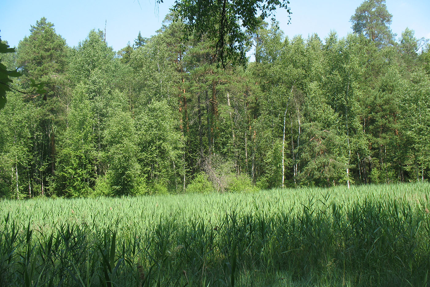 Приокско-Террасный заповедник, image of landscape/habitat.