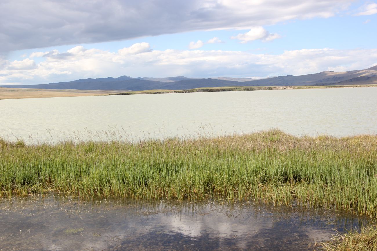 Окрестности Гусиного озера, image of landscape/habitat.