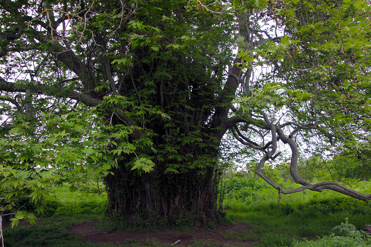 Самурский лес, image of landscape/habitat.