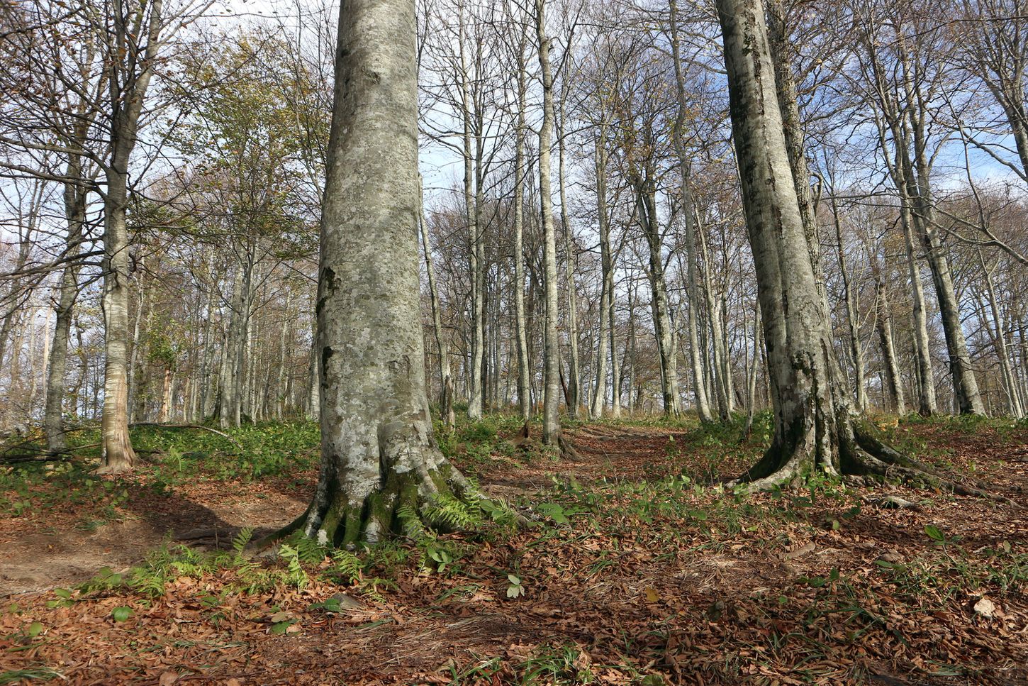 Гора Индюк, image of landscape/habitat.