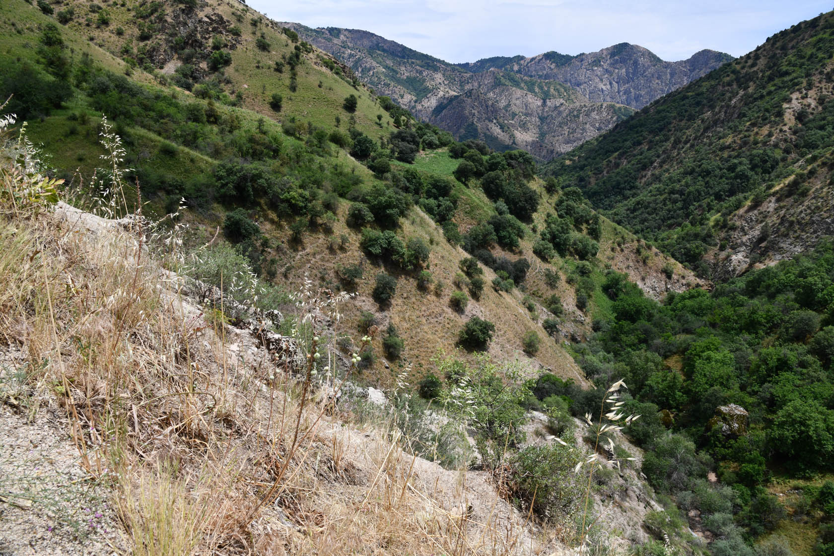 Кондара, image of landscape/habitat.