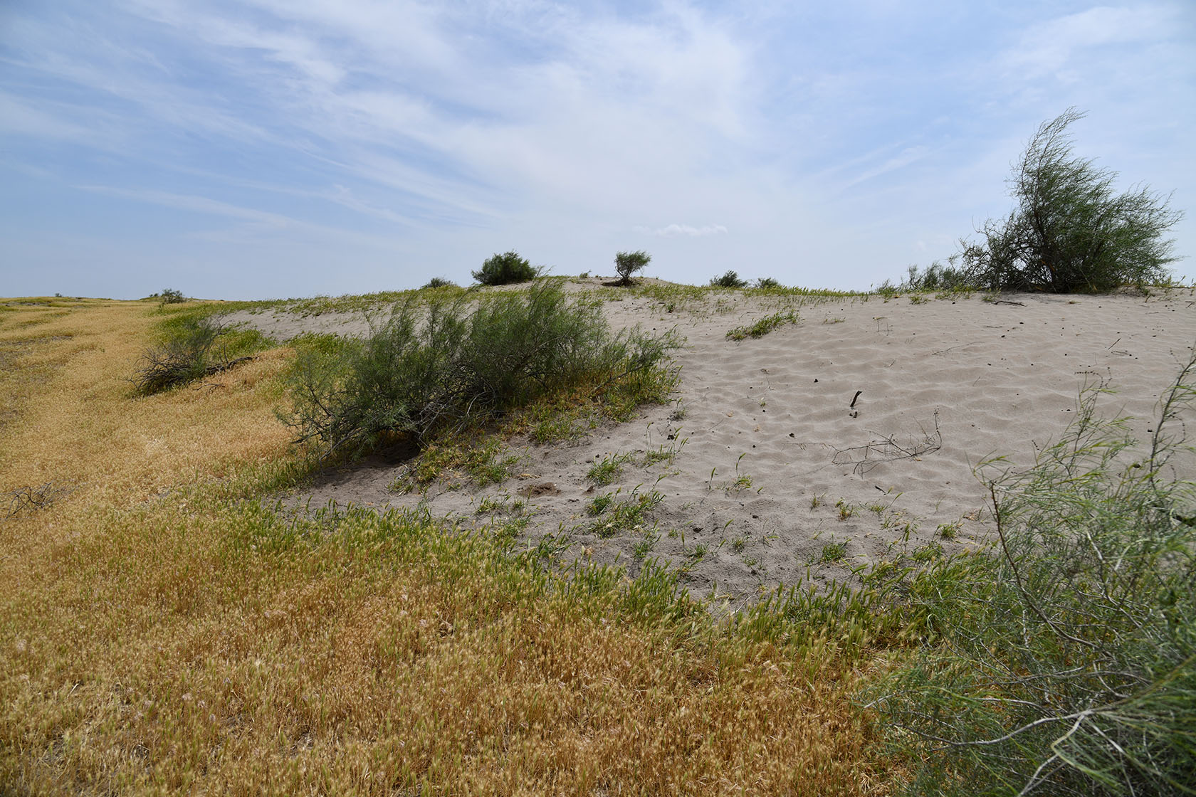 Пески Кашкакум, image of landscape/habitat.