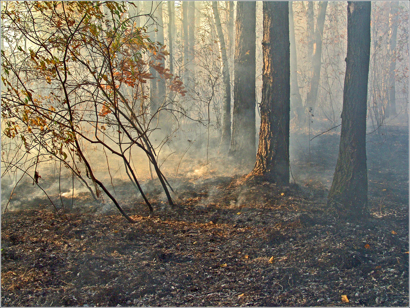 Окрестности Хрипани, image of landscape/habitat.