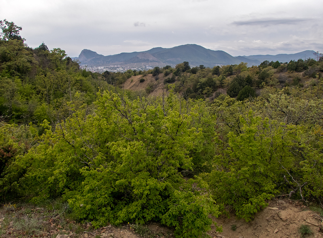 Хребет Токлук-Сырт, image of landscape/habitat.