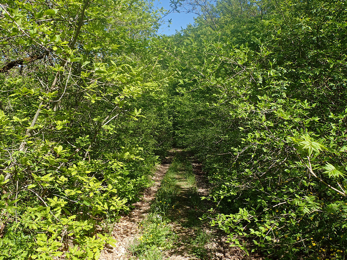 Агармышский лес, image of landscape/habitat.
