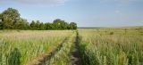 Килькан, image of landscape/habitat.