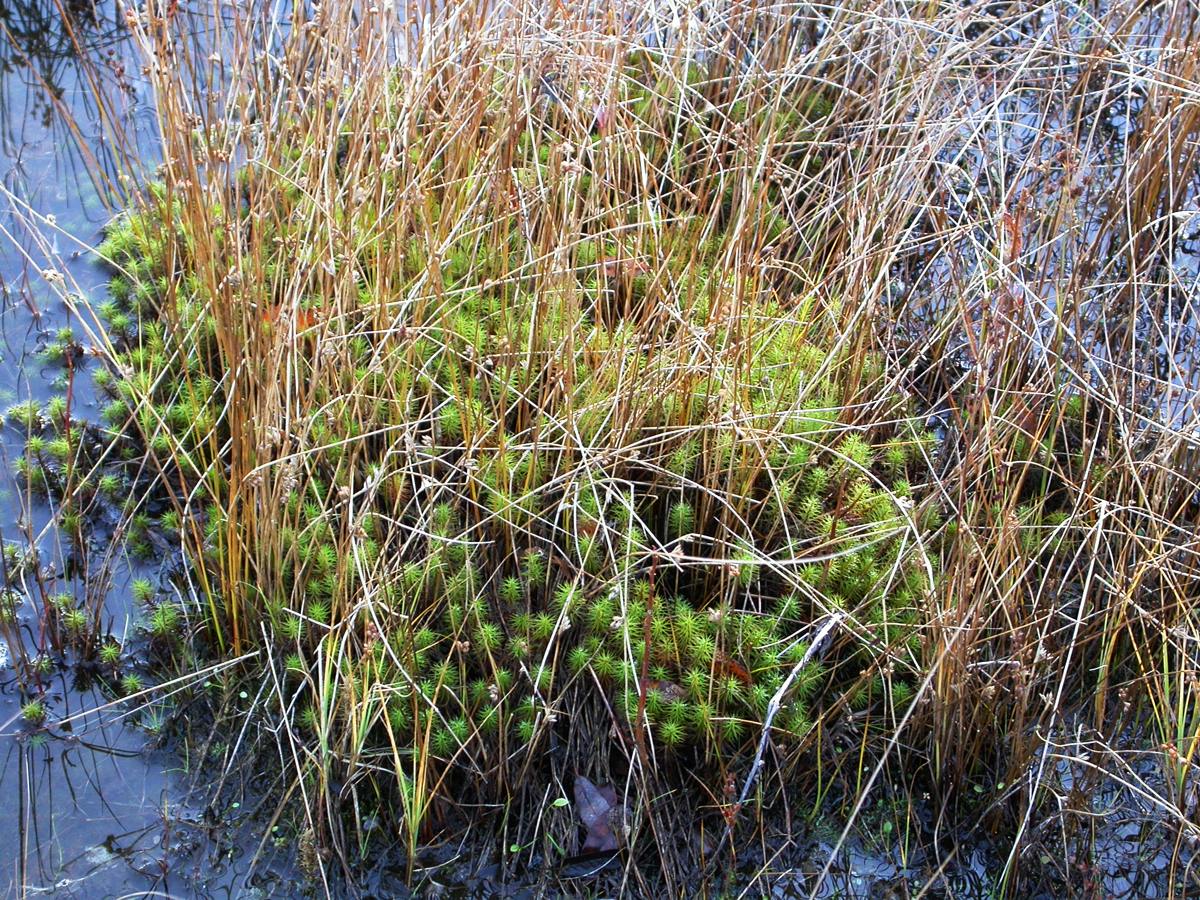 Низино, image of landscape/habitat.