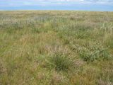 Схирмонниког (Schiermonnikoog), image of landscape/habitat.