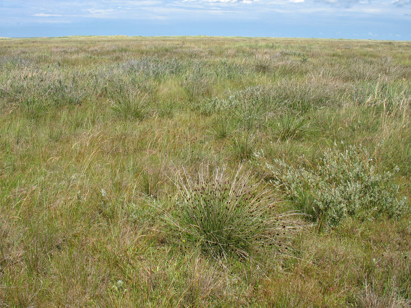 Схирмонниког (Schiermonnikoog), image of landscape/habitat.