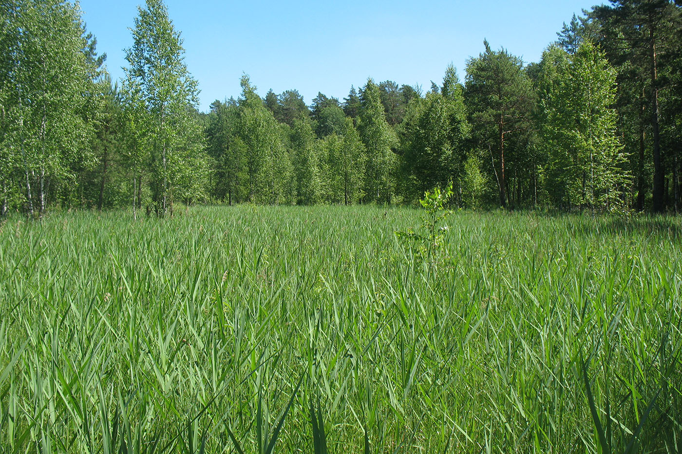 Приокско-Террасный заповедник, image of landscape/habitat.