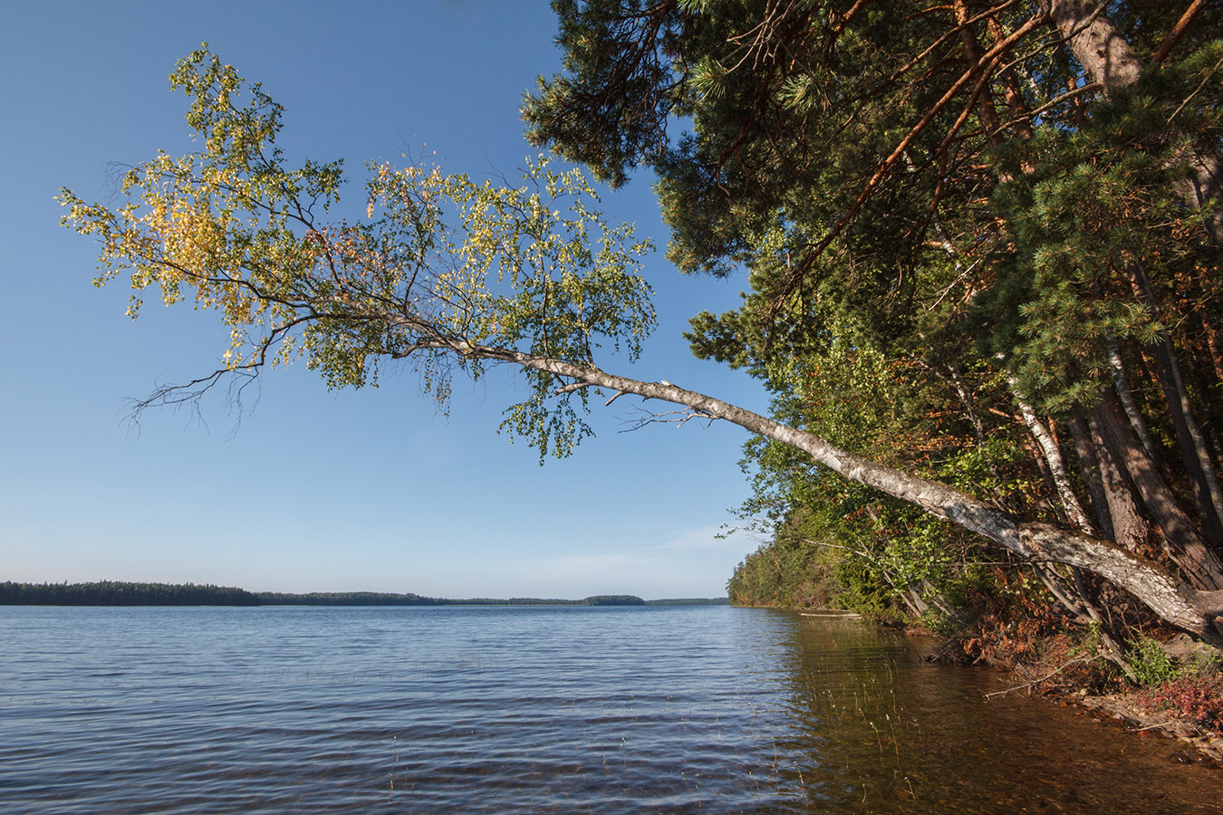 Озеро Белое, image of landscape/habitat.