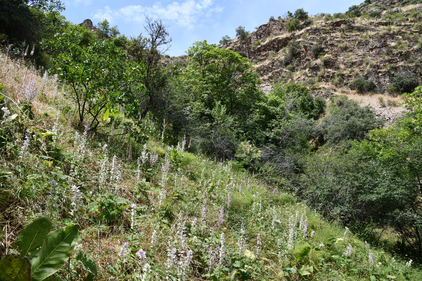 Кондара, image of landscape/habitat.